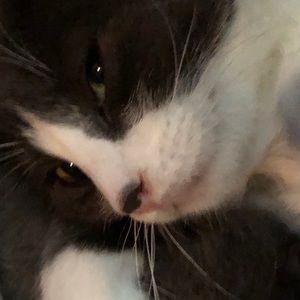 Meet your Posher, James